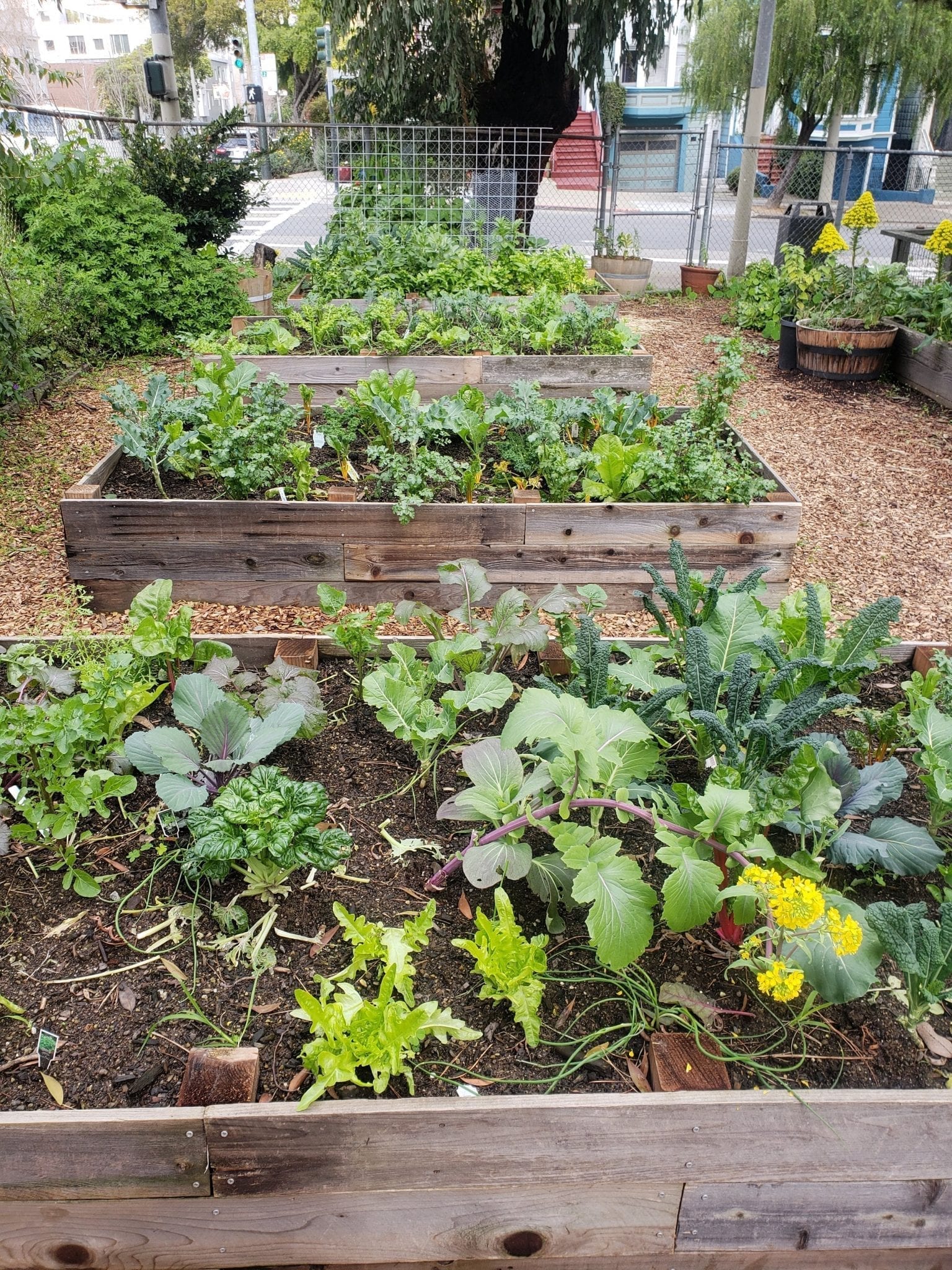   Photos: A bountiful community garden installed by Planting Justice’s Community Justice Garden Program in San Francisco (occupied Ohlone territory) at Farming Hope pictured in three consecutive months.  Photos courtesy of Farming Hope & brontë velez  