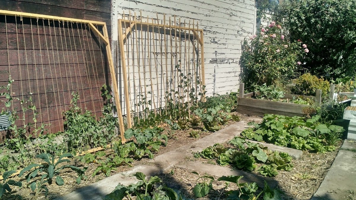   Photos: Months later, vegetables growing directly in ground in a Planting Justice permaculture garden  