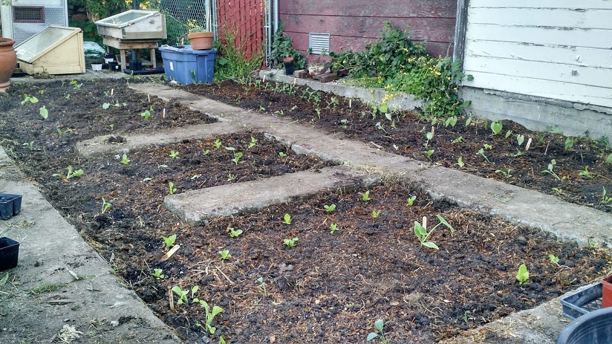   Photo: Seedlings planted directly into soil that has been amended and prepared in a Planting Justice permaculture garden  